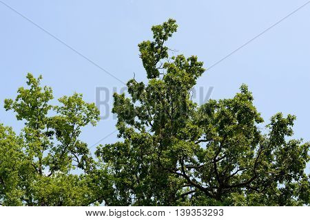 Green crowns of the trees against the sky