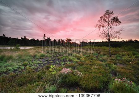 rainy sunrise over forest meadow Drenthe Netherlands