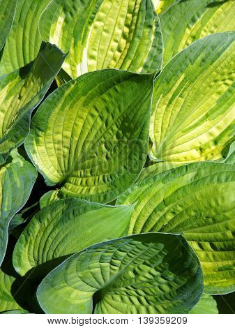 Lush foliage of decorative plant  Hosta (Funkia). Natural green background.