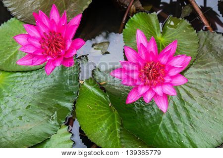 Lotus flower and Lotus flower plants. pink blossom blooming