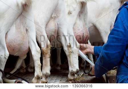 Goat udder and hooves shot from back. Hands of a farmer milking goats with an electrical dairy equipment
