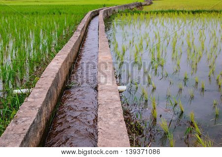 Irrigationcanal, waterway,  Water trough in rice field