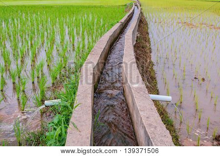 Irrigationcanal, waterway,  Water trough in rice field