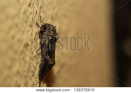 Orache Moth (trachea Atriplicis) Sitting On The Wall