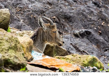 Headshot of a Nilgiri Tahr at Rajamalai hills in Eravikulam National Park near Munnar, Kerala, India