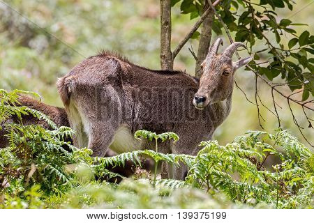 Nilgiri Tahr at Rajamalai hills in Eravikulam National Park near Munnar, Kerala, India