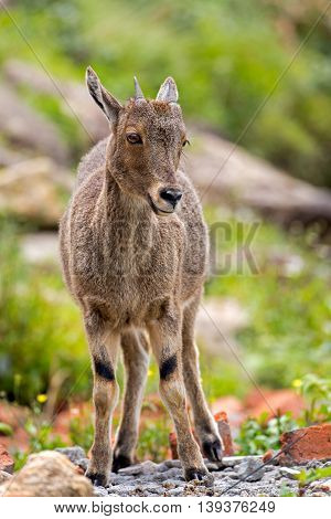 he Nilgiri Tahr (juvenile) standing on a rocky mountain at the Eravikulam National Park in Rajamalai, near Munnar, Kerala, India