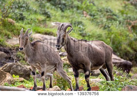 Nilgiri Tahr Male, (Female in the blurred-background) at Rajamalai hills in Eravikulam National Park near Munnar, Kerala, India