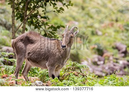 Nilgiri Tahr at Rajamalai hills in Eravikulam National Park near Munnar, Kerala, India