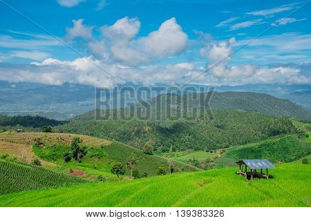 The Hut In The Green Rice Field On The Mountain With Morning Mist