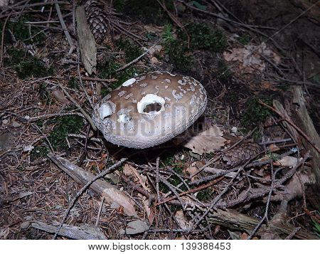 toadstool ,  brown mushroom ,  Toadstool tabby