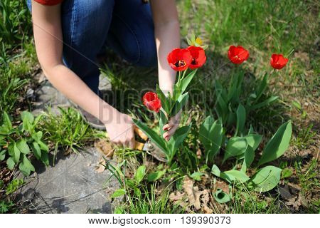 Female hands cut red tulips for making boughpot in summer garden 