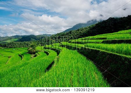 Blue Sky And Green Terraced Rice Field In Pa Bong Piang Chiangmai, Thailand