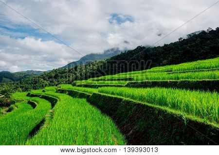 Blue Sky And Green Terraced Rice Field In Pa Bong Piang Chiangmai, Thailand