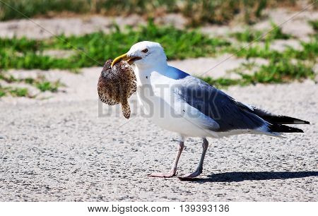 Seagull eating its lunch on a beautiful summer day