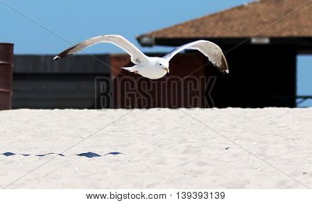 Seagull enjoying the morning before the crowds come to the beach