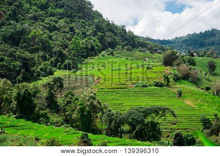 Blue Sky And Green Terraced Rice Field In Pa Bong Piang Chiangmai, Thailand