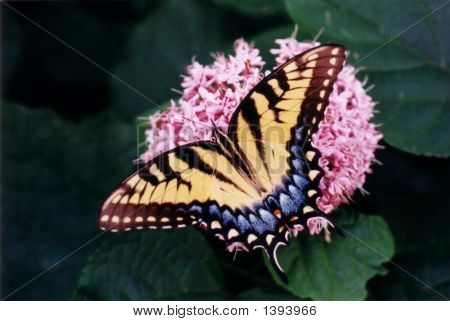 Butterfly4