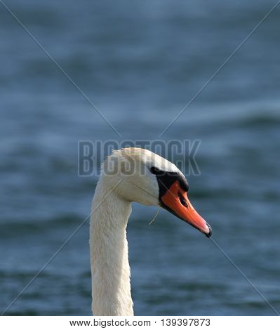 Swans On Big Sea Milada Near Usti Nad Labem City