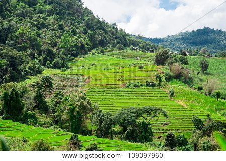 Blue Sky And Green Terraced Rice Field In Pa Bong Piang Chiangmai, Thailand