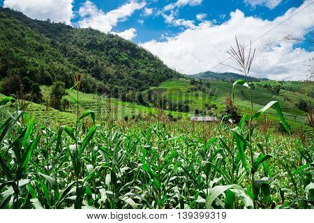 Corn Fields On Mountain Under Blue Sky