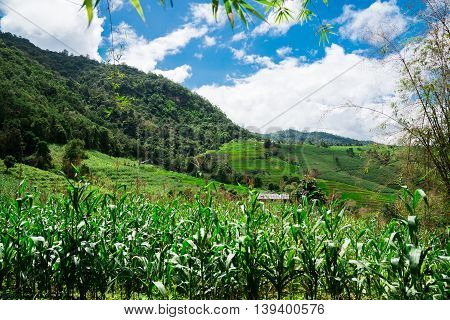 Corn Fields On Mountain Under Blue Sky