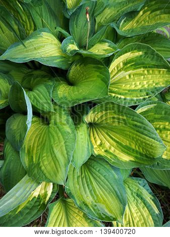 Foliage of decorative plant  Hosta (Funkia). Natural green background.