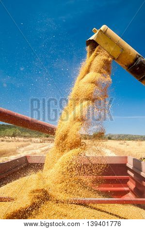 Wheat Harvest Time