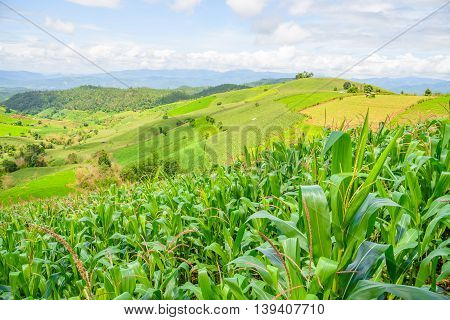 Corn Fields On Mountain Under Blue Sky