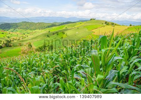 Corn Fields On Mountain Under Blue Sky