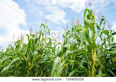 Corn Fields On Mountain Under Blue Sky