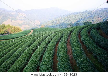 Plantation de thé