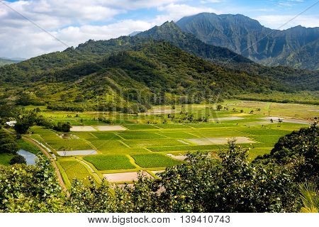 Landscape View Of Hanalei Valley And Green Taro Fields, Kauai