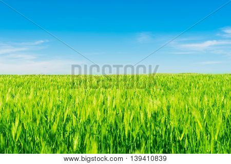 green wheat field against a blue sky
