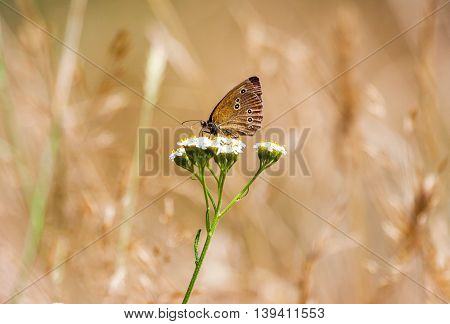 an aphantopus hyperantus brown forest bird butterfly
