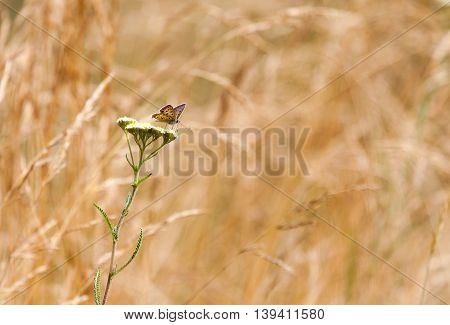 an aphantopus hyperantus brown forest bird butterfly