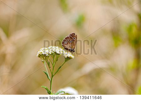 an aphantopus hyperantus brown forest bird butterfly