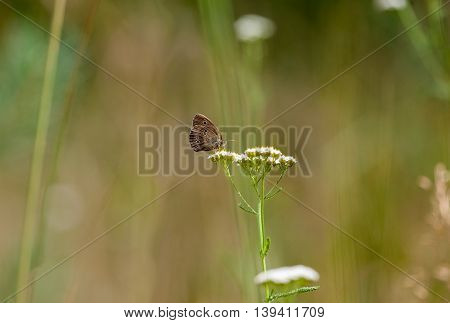 an aphantopus hyperantus brown forest bird butterfly