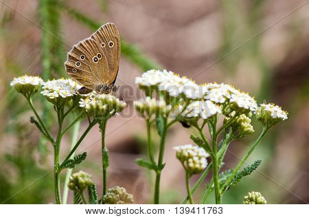 an aphantopus hyperantus brown forest bird butterfly