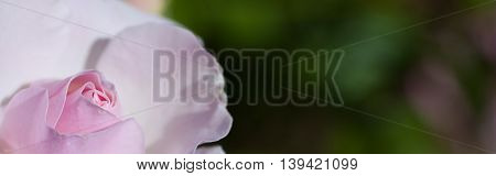 Pink rose on green background -Proportionate to Large Mobile Banner