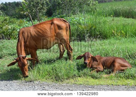 cow and calf grazing on the field in vietnamese countryside