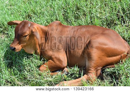 calf resting on the meadow in vietnamese countryside