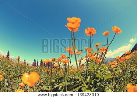 beautiful globeflowers and green grass under blue sky