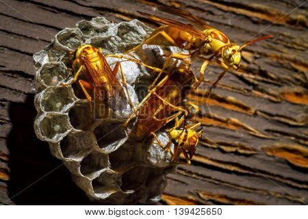 Five wasps work on their nest. There are eggs in three of the nest cells and the wasps are covering others.