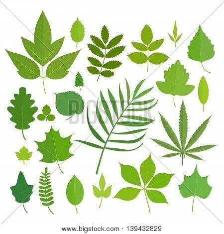 Set of leaves icons isolated on white background. Vector stock illustration.