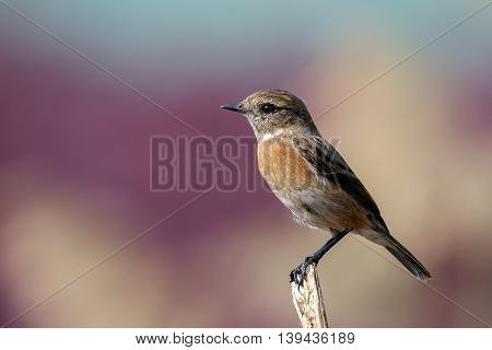 Siberian Stonechat (female) in a farm in Bahrain