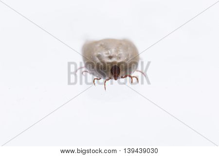Macro Close-up Of Female Tick  On A White Background