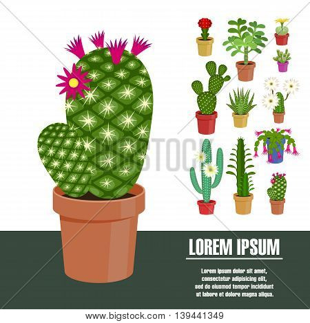 Blooming cactus. Vector illustration. Template page with the image of different kinds of cactus flower. Isolated on white background. Flat design.