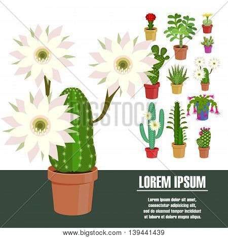 Blooming cactus. Vector illustration. Template page with the image of different kinds of cactus flower. Isolated on white background. Flat design.