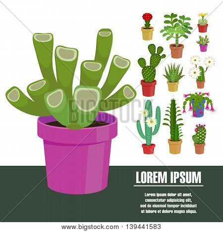Blooming cactus. Vector illustration. Template page with the image of different kinds of cactus flower. Isolated on white background. Flat design.